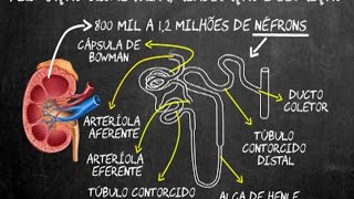 Filtração glomerular reabsorção e secreção [upl. by Glory]