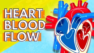 How Blood Flows Through the Heart [upl. by Erica]