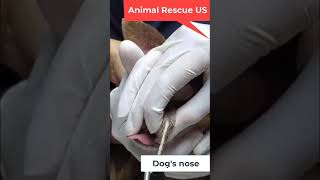 Remove 02 giant botflies from dogs eye and snout viralvideo trending shorts dog botfly eyes [upl. by Jepum]