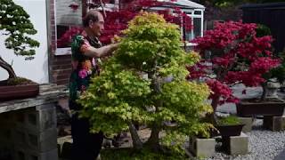 Maple Bonsai Pruning [upl. by Ambrosine]