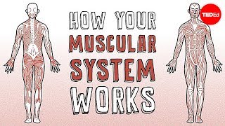 How your muscular system works  Emma Bryce [upl. by Ayotnom280]