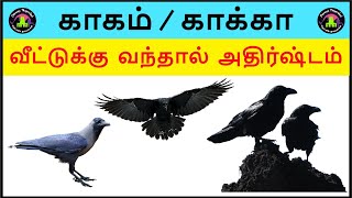 kagam veetukul vanthal enna palan  காகம் வீட்டிற்கு வந்தால் [upl. by Ahtar970]