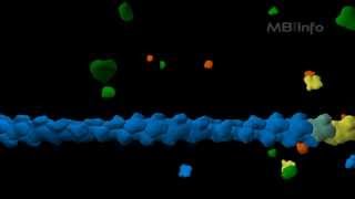 Actin filament assembly [upl. by Butcher]