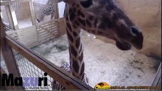 Animal Adventure Park Giraffe Cam [upl. by Laurella]