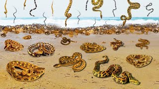 SNAKE Rain is Common and This Natural Phenomenon Proves it [upl. by Alecia893]