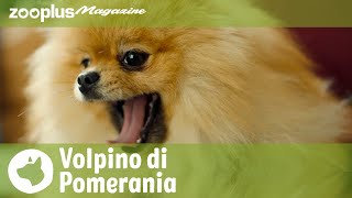 Il Volpino di Pomerania carattere esigenze amp cura del pelo [upl. by Kired922]