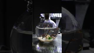 All in one enclosed shrimp ecosystemPURCHASE LINK IN BIO shrimp shrimptank ecosystem aqualab [upl. by Nissa]