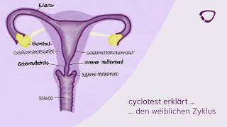 cyclotest erklärt den weiblichen Zyklus [upl. by Montano]