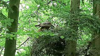 Rotmilan füttert Junges  Kite feeding its nestling [upl. by Lartnom]