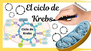 EL CICLO DE KREBS Paso a paso con repaso y resumen final [upl. by Bancroft]