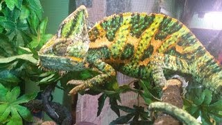 Veiled Chameleon Care [upl. by Ophelia]