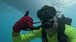 Nurse Shark action Scuba diving Tavernier Key FL [upl. by Bobbee141]