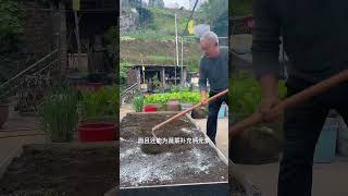 Spreading quicklime for sterilization and insecticide rurallife plantingtips garden planting [upl. by Nivan]