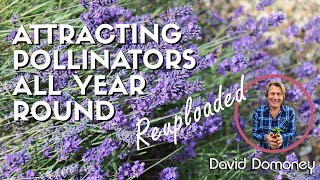 How to attract pollinators to your garden all year round  reuploaded [upl. by Josler]