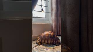 Tortoise Series EP15 Heating Lamp… tortoise reptile pets [upl. by Novert]