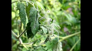 Identifying and Treating Tomato Plant Pests tomatoes pest tomatoes whiteflies [upl. by Card]