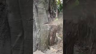 Stihl 500i chainsaw vs large beech tree [upl. by Meijer]