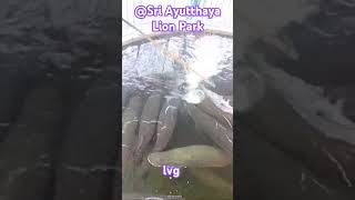 fish arapaima pirarucu or paiche students voice background 2 [upl. by Idur]