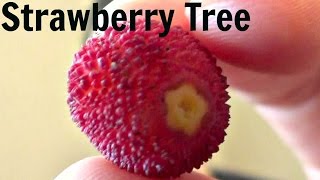 Strawberry Tree Fruit Review Arbutus Unedo  Weird Fruit Explorer  Ep 71 [upl. by Roman]