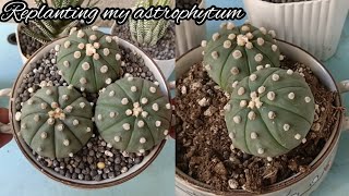 Replanting My Astrophytum AsteriasAstro Cactus [upl. by Gil]