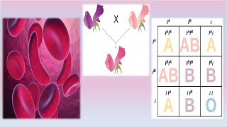 Complex Inheritance Patterns  Mrs Biology [upl. by Heloise]