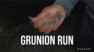 How to Catch Grunion in Southern California [upl. by Enimisaj]