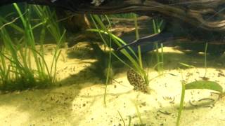 Synodontis lace catfish in the 100g [upl. by Uhile]