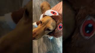 Cute long haired dachshund is not what you would expect 😂 dog pet cutepets dachshund funny [upl. by Gnourt]