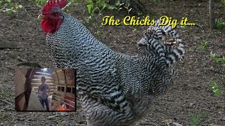 The Chicks Dig It [upl. by Prissie]