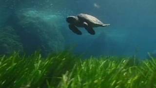 Een groene zeeschildpad getuigt  Maleisië [upl. by Asilet]