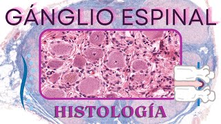 Histología de Ganglio espinal [upl. by Daraj]