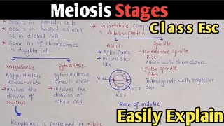 Meiosis Cell Division In Urdu Hindi  Class 12 Biology [upl. by Gobert]