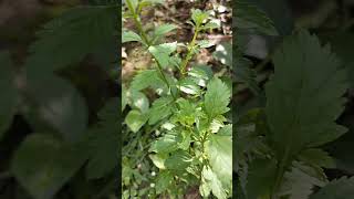 കല്ലുരുക്കി മീനാംഗണിസന്യാസിപച്ച stone breaker licorice weedScoparia dulcis Scophulariaceae [upl. by Doralyn29]