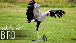 SECRETARY BIRD — Graceful SNAKE KILLER African bird of prey versus snake [upl. by Anilatak]