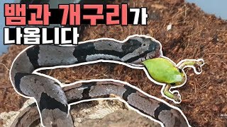 유튜브 최초로 가짜 코브라가 개구리를 먹는 모습을 보여드립니다 pseudoxenodon bambusicola [upl. by Reste]