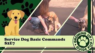 Service Dog Basic Commands S2E7 [upl. by Eirrot]