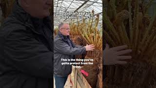 Dicksonia antarctica giant tree ferns treefern gardening garden plants dicksoniaantarctica [upl. by Vince932]