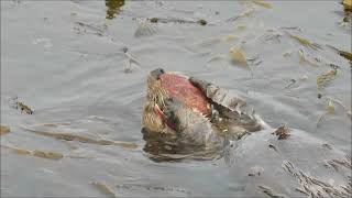 Sea Otter feasts on abalone kelp crabs amp sea urchins [upl. by Elianore43]