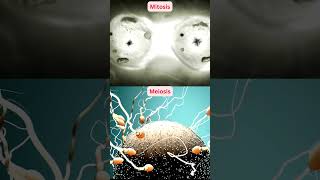 Mitosis vs Meiosis [upl. by Zulaledairam]