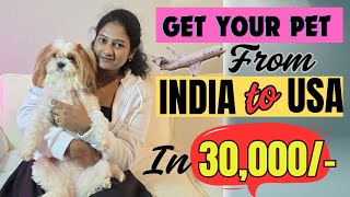 Do not believe agentsGet your pet in a cabin from INDIA to USA IN 30000 indiatousa pettravel [upl. by Maillw]