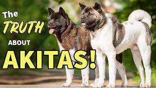 5 MYTHS About AKITAS [upl. by Norraa]