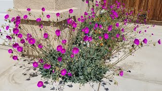 Beautiful Blooming Calandrinia Spectabilis Rock Purslane [upl. by Seth168]