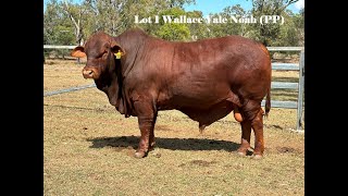 LOT 1 WALLACE VALE NOAH PP [upl. by Elsa]