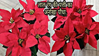 सबसे खुबसूरत लाल रंग की पत्ती वाला पौधाBest Soil Mixture for Poinsettia PlantPoinsettia Plant Care [upl. by Ainigriv]