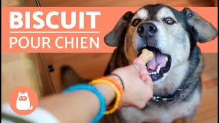 Recette de biscuit pour chien  Avec seulement 3 ingrédients [upl. by Seravart]