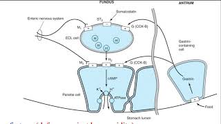 10 Medicinal Chemistry of GIT drugs Part  1 شرح بالعربي [upl. by Maxie]