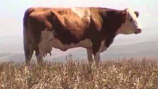 Dairy ranching with Fleckvieh beef cattle [upl. by Anselm885]