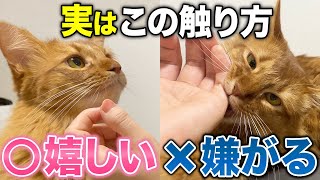 【完全版】猫が嫌がる触り方amp猫が喜ぶ撫で方12選 [upl. by Aisela]