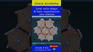 Livercells shape and their organization into lobules ncp education [upl. by Daj]