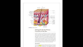 Milady Esthetician Chapter 3 Physiology amp Histology of the Skin [upl. by Loutitia623]